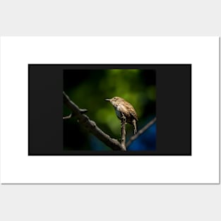 House Wren Up in a Tree Poster Posters and Art